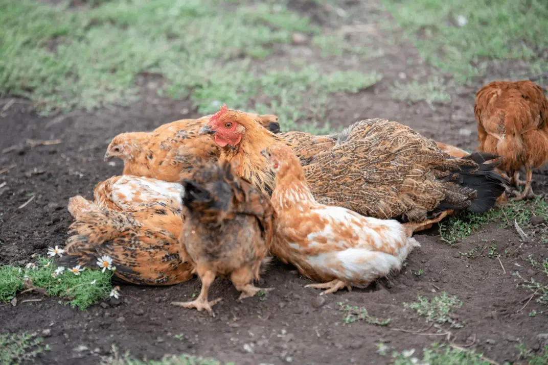 Interesting Reasons Why Chickens Peck And Scratch The Ground