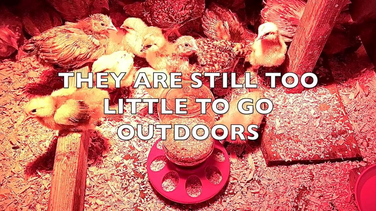 'Video thumbnail for Brooder Box Supplies You Need for Thriving Chicks'