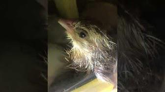 'Video thumbnail for Close-up Baby Chick in Incubator-Just Hatched'
