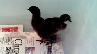 'Video thumbnail for Baby Chicks May 2010- Sheri Ann Richerson ExperimentalHomesteader.com'