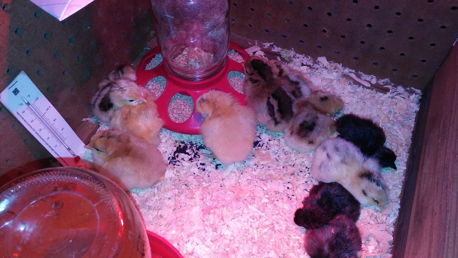 5 Best Expert Tips-How to Keep a Chick Brooder Clean