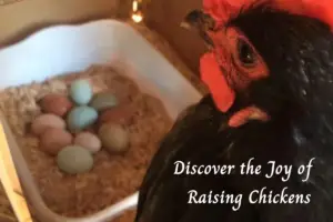 Joy of Raising Chickens