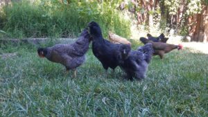 chickens pecking and scratching the ground