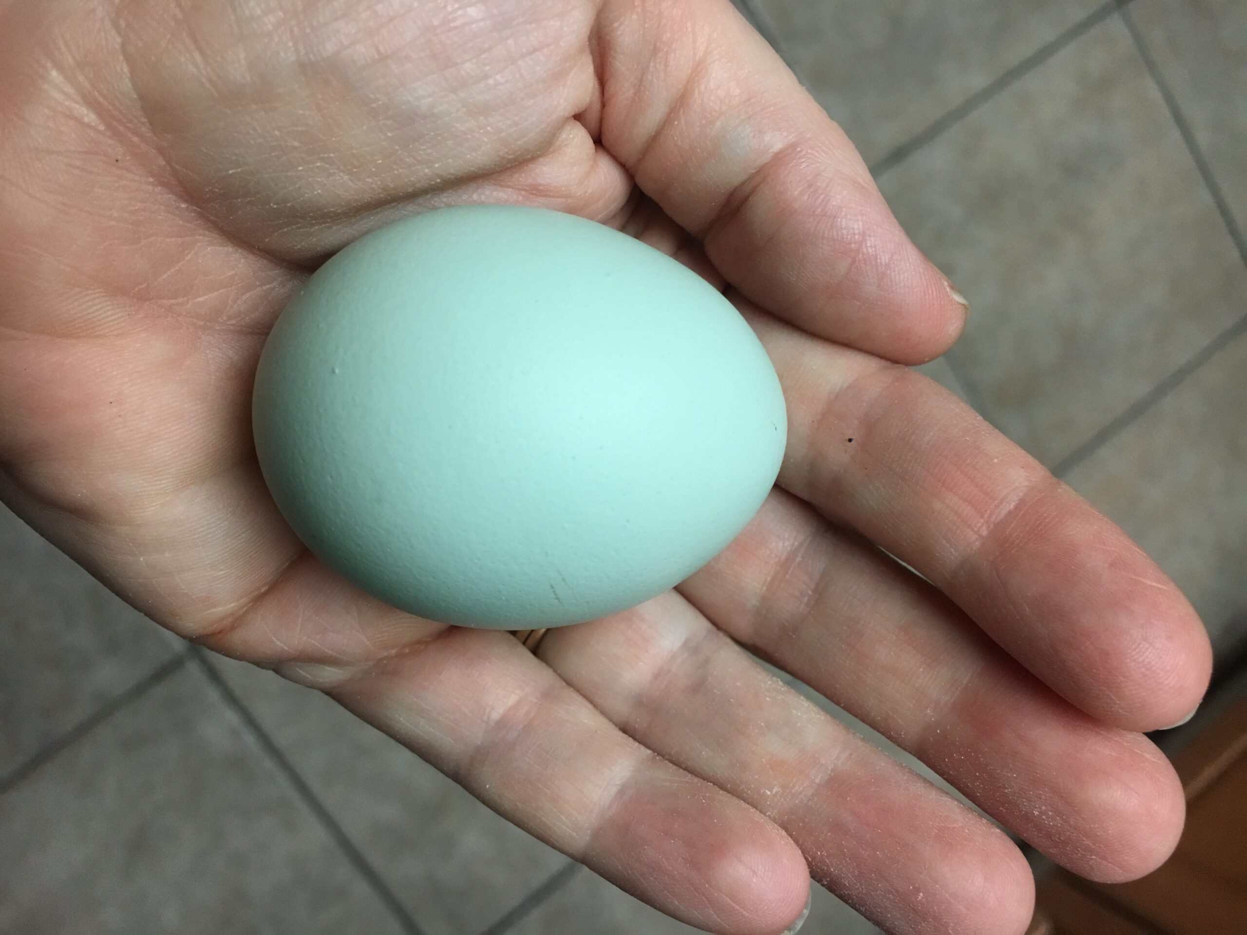 egg-color-5-fascinating-fun-facts-you-need-to-know