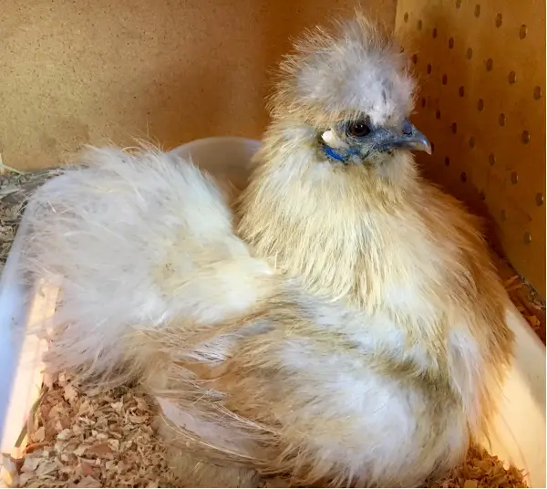 Broody Silkie Hen sleeps in nest box. Dirty Nest box, poop. | Backyard ...