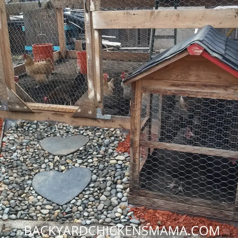 13 Simple Ways to Rodent Proof the Chicken Coop