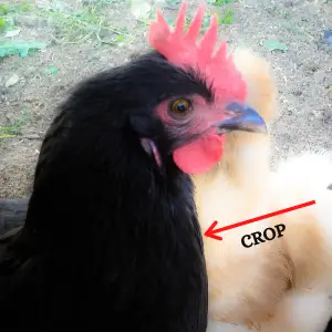 CROP of Chicken