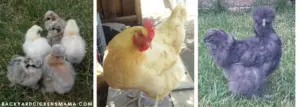 Friendliest chicken Breeds