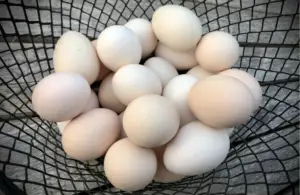 Basket of Small Off-White Colored Silkie Eggs