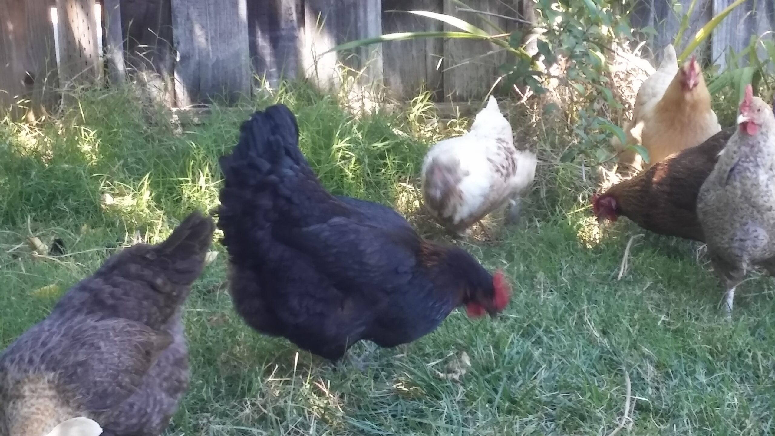 17 Tips – How To Keep Chickens Cool In Extreme Heat