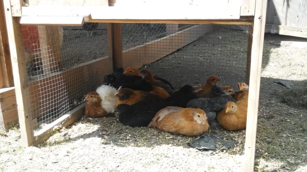 Young chicks in the shade, cooling off.