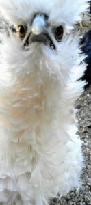 White Frilky Silkie