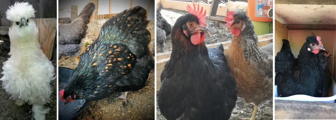 5 Chicken Breeds Giving the Best Basket of Colorful Eggs