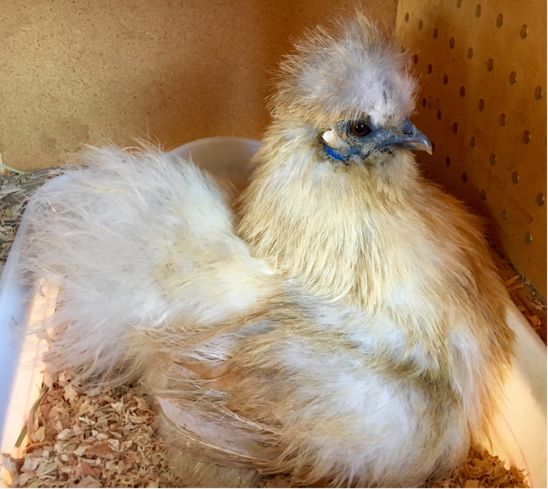 Simple Guide to Setting Up the Best Hen Nesting Boxes