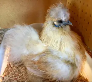 Broody Silkie Hen