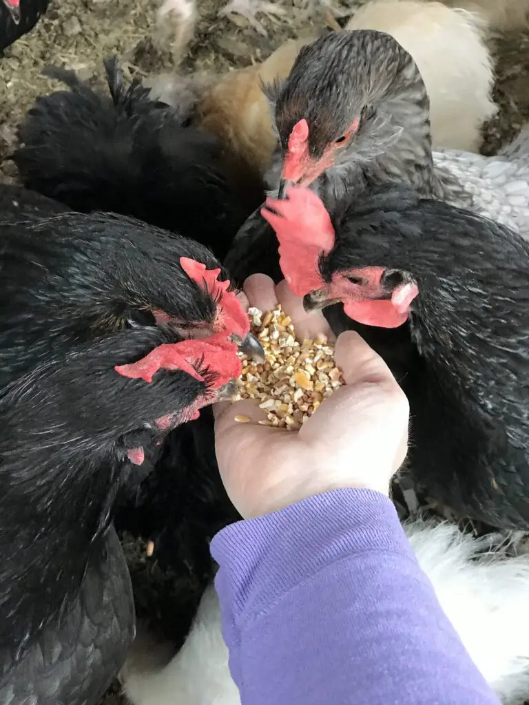 Chickens Eating Scratch Heat Chickens in Winter