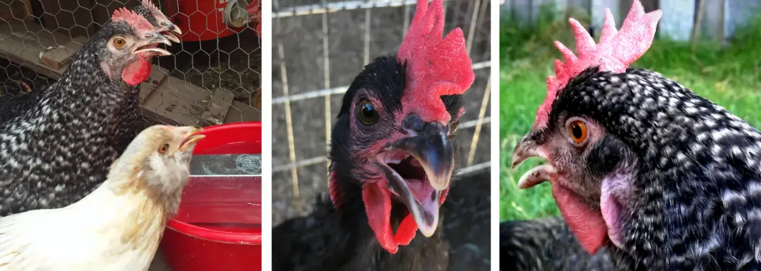 17-tips-how-to-keep-chickens-cool-in-extreme-heat