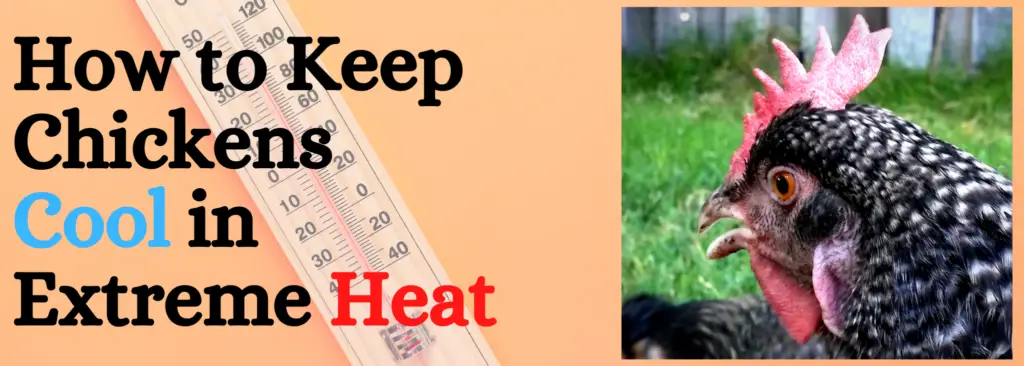 how-to-keep-chickens-cool-in-extreme-heat-backyard-chickens-mama