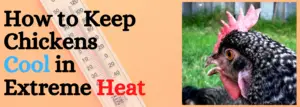 How to Keep Chickens Cool in Extreme Heat