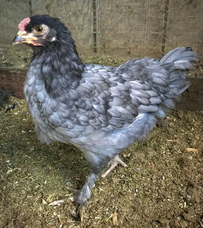 Blue Easter Egger Hen | Backyard Chickens Mama