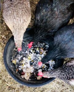 Chicken Food Bowl - Dollar Store Chicken Supplies