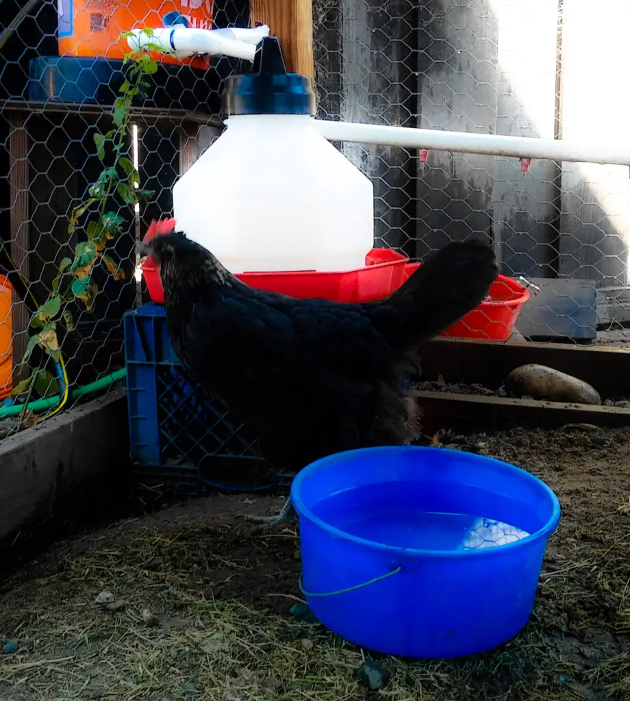 Have several sources of water available around your chicken coop on hot days.Have several sources of water available around your chicken coop on hot days.