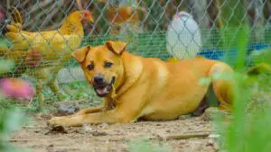 Predator-proof-chicken-coop-dog