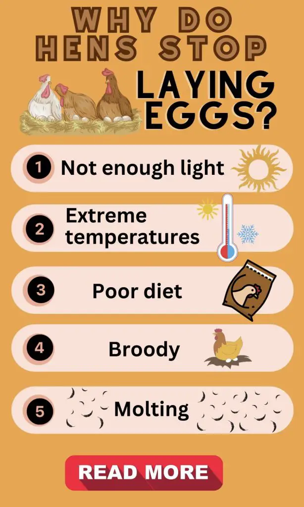 WHY CHICKENS STOP LAYING EGGS