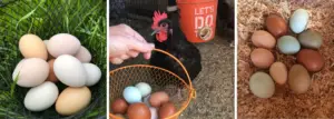 Why Chickens Stop Laying Eggs