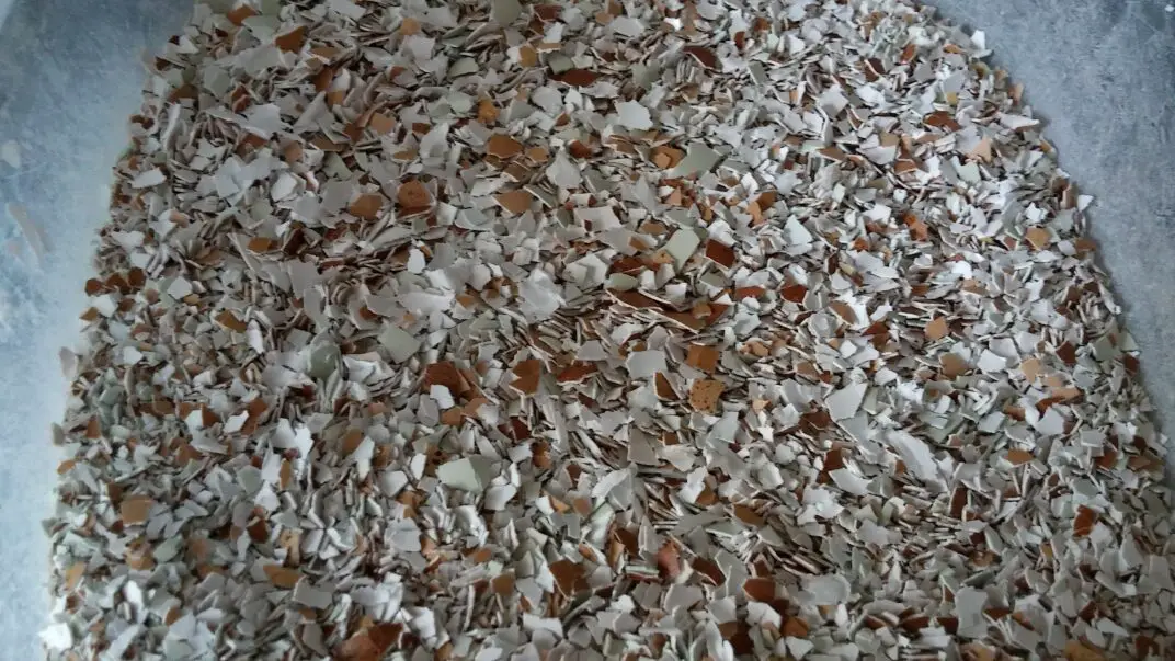 crushed-egg-shells-for-chickens-backyard-chickens-mama