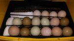 27 Clever Chicken Egg Incubation Tips For A Successful Hatch