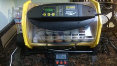 27 Clever Chicken Egg Incubation Tips For A Successful Hatch