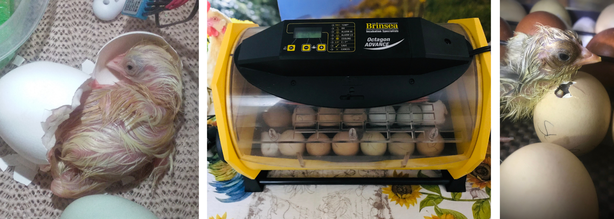 27 Clever Chicken Egg Incubation Tips For A Successful Hatch