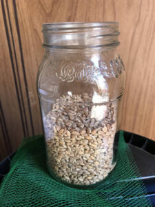 Add Wheat to a Mason Jar