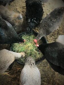 Chickens eating sprouted wheat fodder.