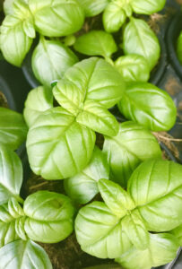 HERB-BASIL