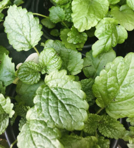 HERB-LEMON-BALM