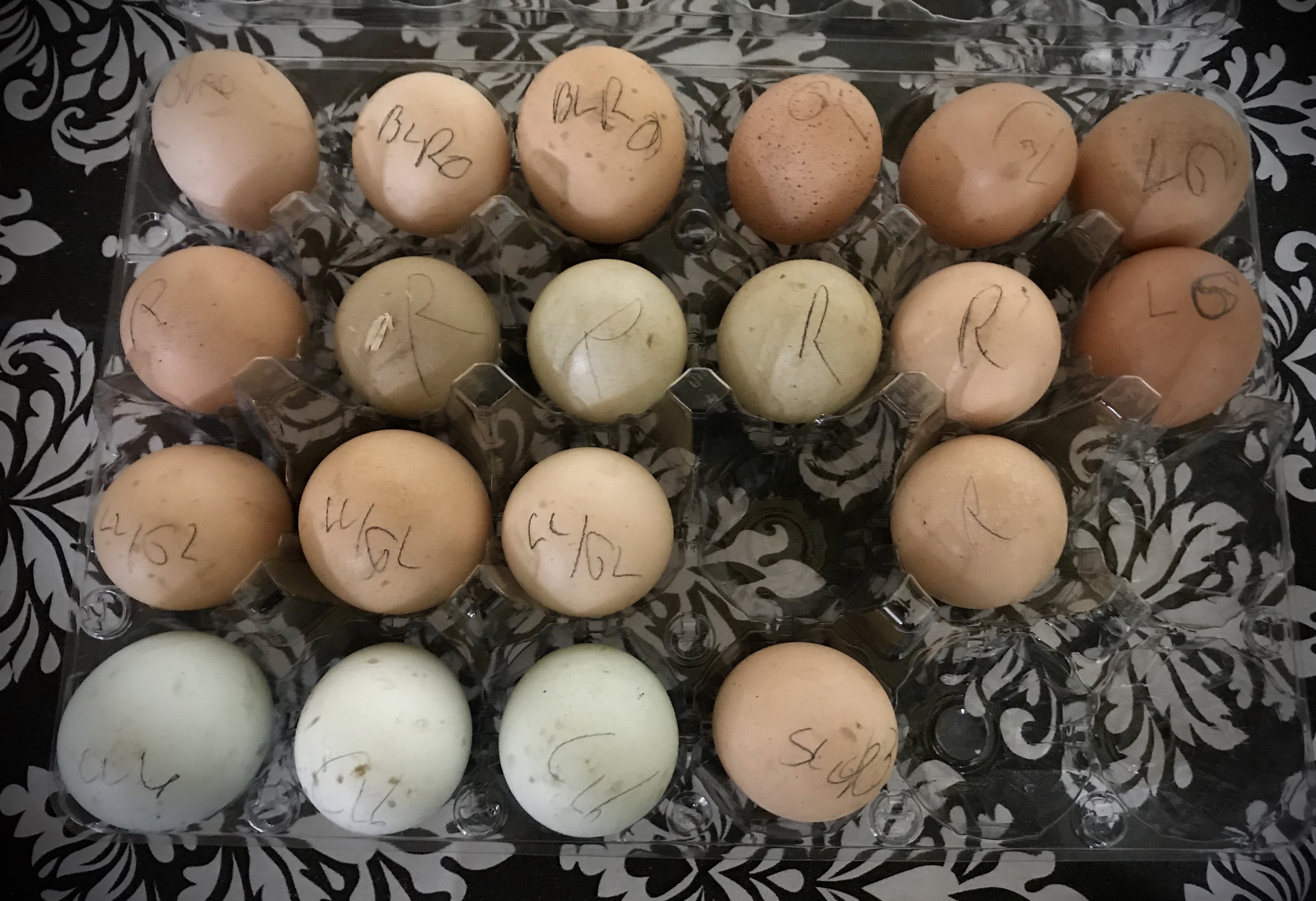 27 Clever Chicken Egg Incubation Tips For A Successful Hatch