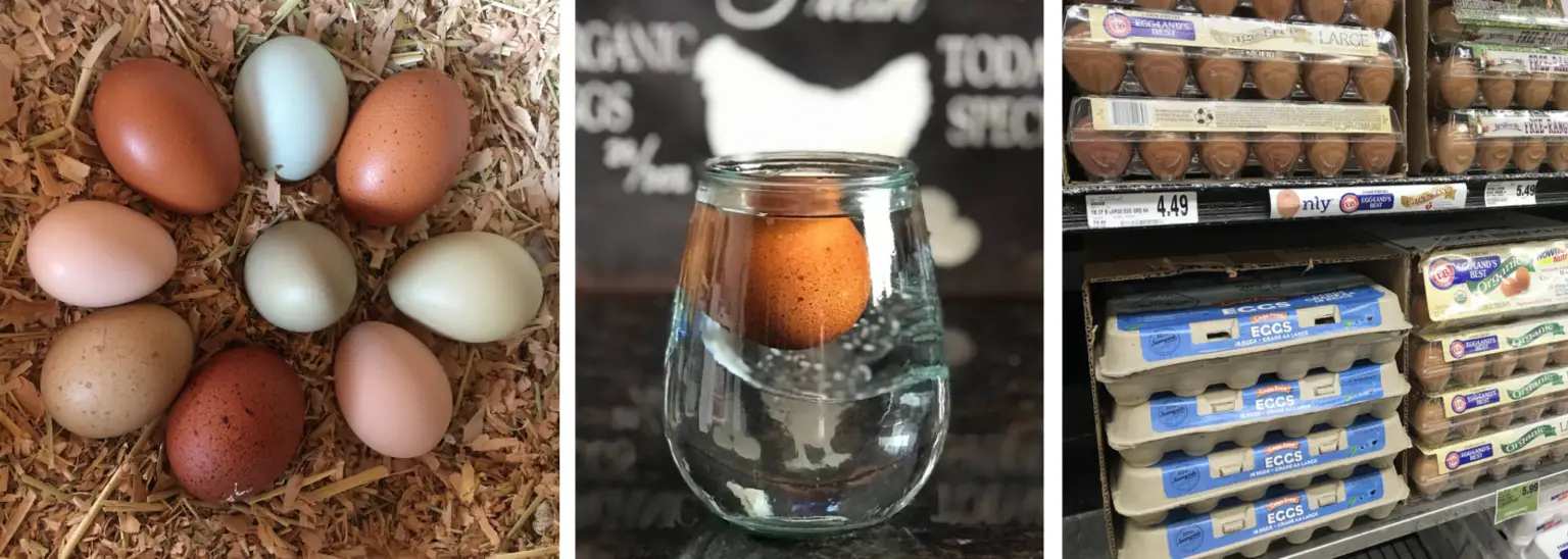 27 Clever Chicken Egg Incubation Tips for a Successful Hatch