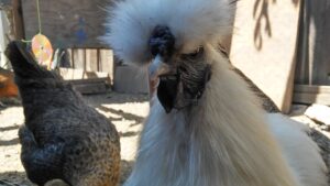 Silkie - Walnut Comb and Wattle