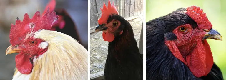 13 Things Your Chickens Comb is Trying to Tell You