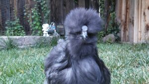 Walnut Comb - Silkie