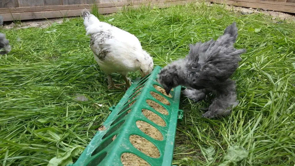five-week-chicks-eating-flip-top-feeder-outside