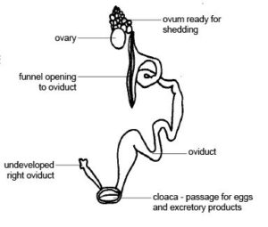 hen-reproductive-tract