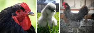 AMAZING FACTS ABOUT CHICKENS