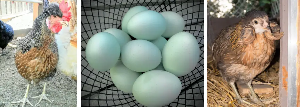 Blue Egg Laying Breeds Backyard Chickens Mama