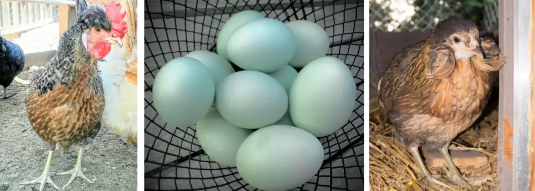 6 Best Breeds That Will Lay Beautiful Blue Chicken Eggs 0570