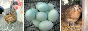 BLUE EGG LAYING BREEDS