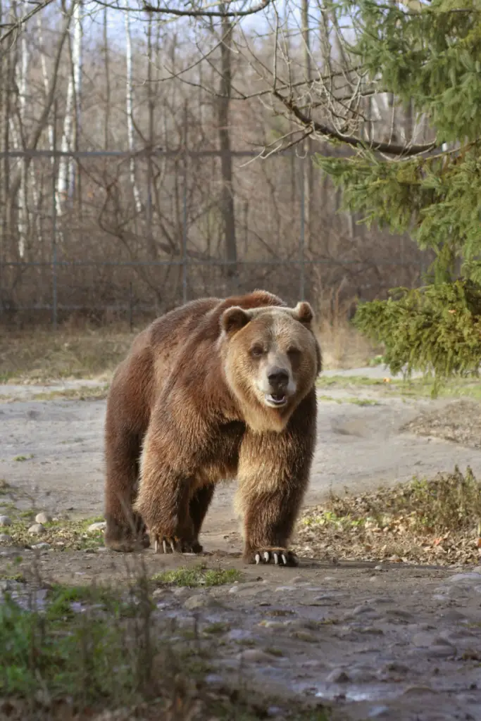 Bear-Chicken-Predators