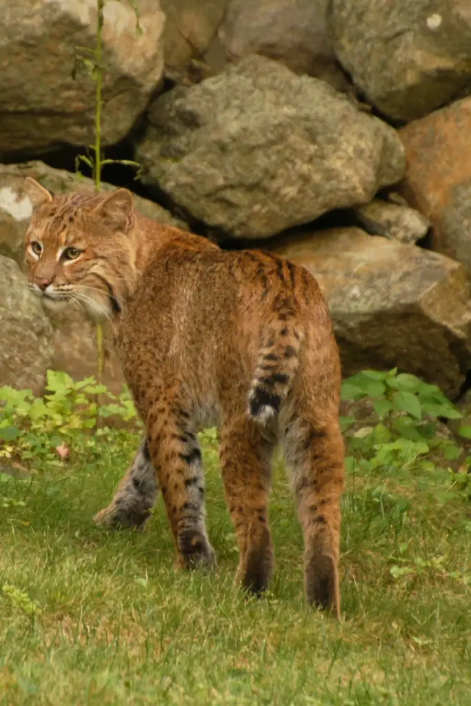 Bobcat Chicken Predators